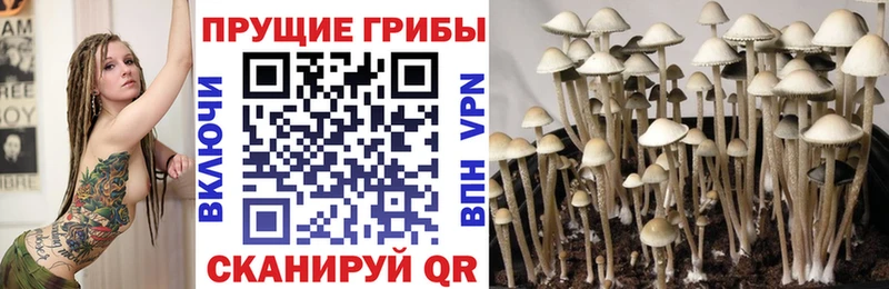 Галлюциногенные грибы Psilocybe Яхрома